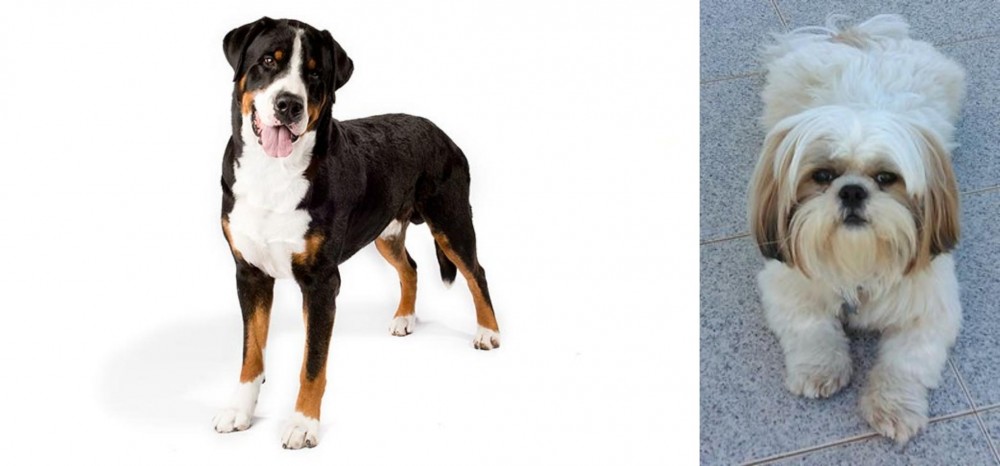 Shih Tzu vs Greater Swiss Mountain Dog - Breed Comparison