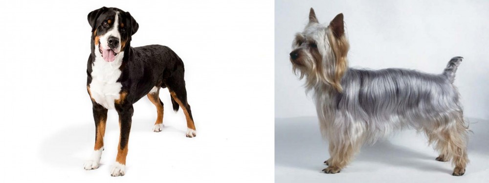 Silky Terrier vs Greater Swiss Mountain Dog - Breed Comparison