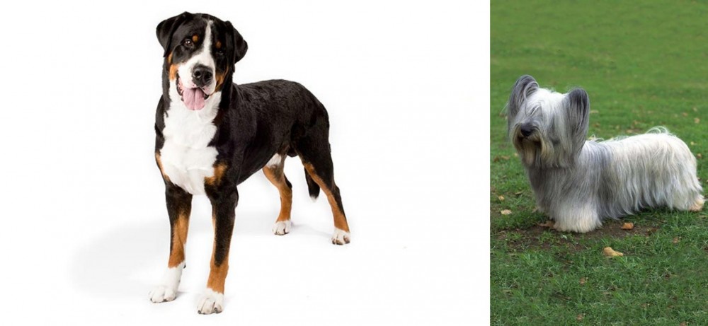 Skye Terrier vs Greater Swiss Mountain Dog - Breed Comparison