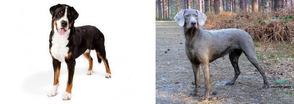 Slovensky Hrubosrsty Stavac vs Greater Swiss Mountain Dog - Breed Comparison