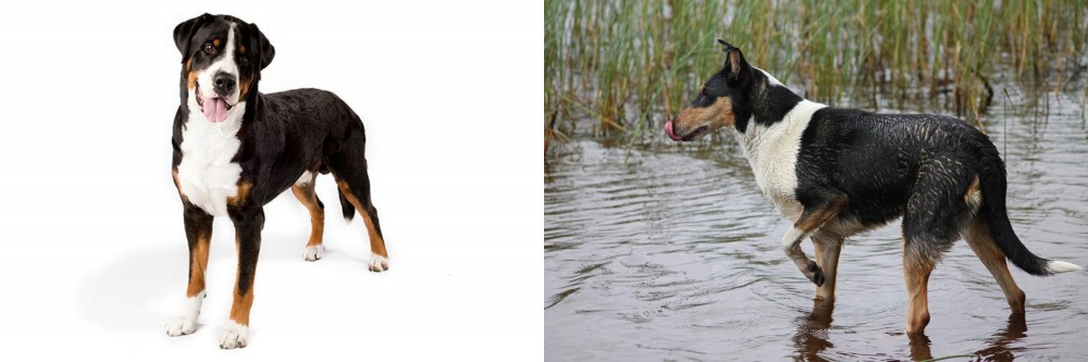 Smooth Collie vs Greater Swiss Mountain Dog - Breed Comparison