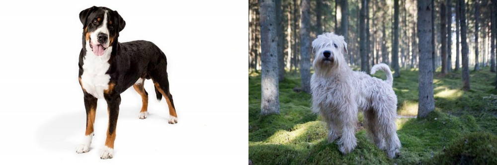 Soft-Coated Wheaten Terrier vs Greater Swiss Mountain Dog - Breed Comparison