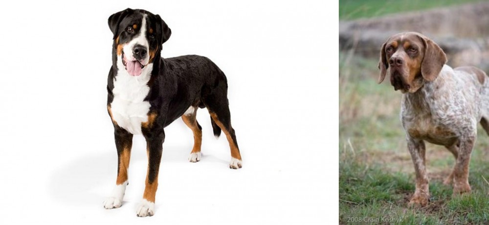 Spanish Pointer vs Greater Swiss Mountain Dog - Breed Comparison