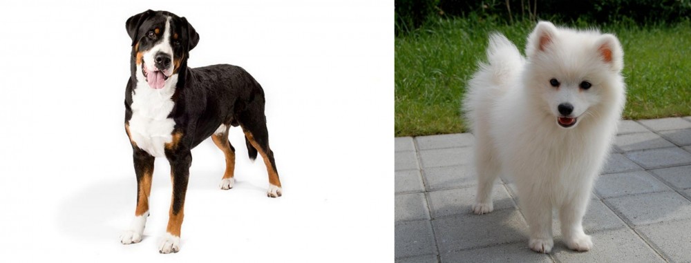 Spitz vs Greater Swiss Mountain Dog - Breed Comparison