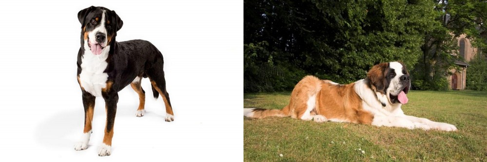 St. Bernard vs Greater Swiss Mountain Dog - Breed Comparison