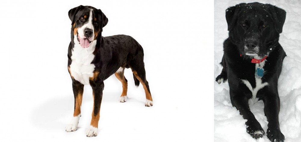 St. John's Water Dog vs Greater Swiss Mountain Dog - Breed Comparison