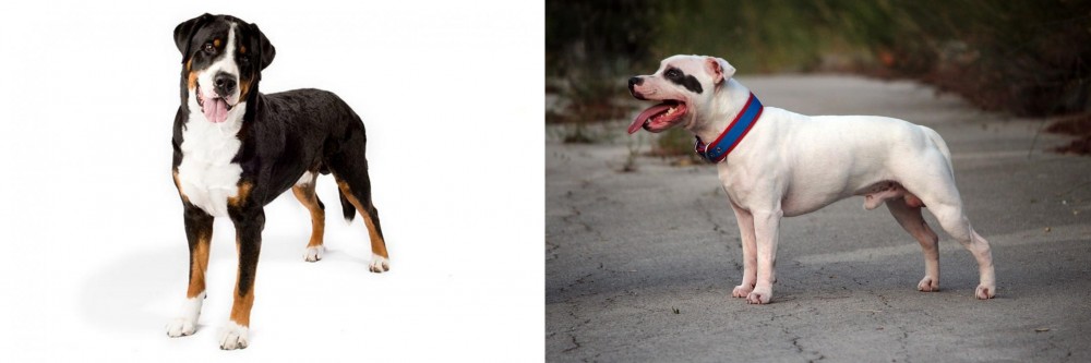 Staffordshire Bull Terrier vs Greater Swiss Mountain Dog - Breed Comparison