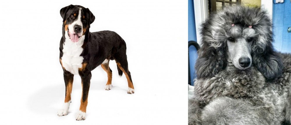 Standard Poodle vs Greater Swiss Mountain Dog - Breed Comparison