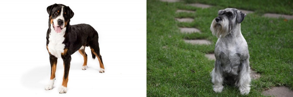 Standard Schnauzer vs Greater Swiss Mountain Dog - Breed Comparison