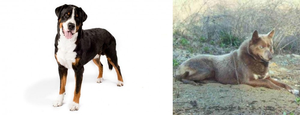 Tahltan Bear Dog vs Greater Swiss Mountain Dog - Breed Comparison