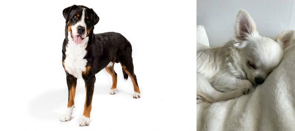 Tea Cup Chihuahua vs Greater Swiss Mountain Dog - Breed Comparison