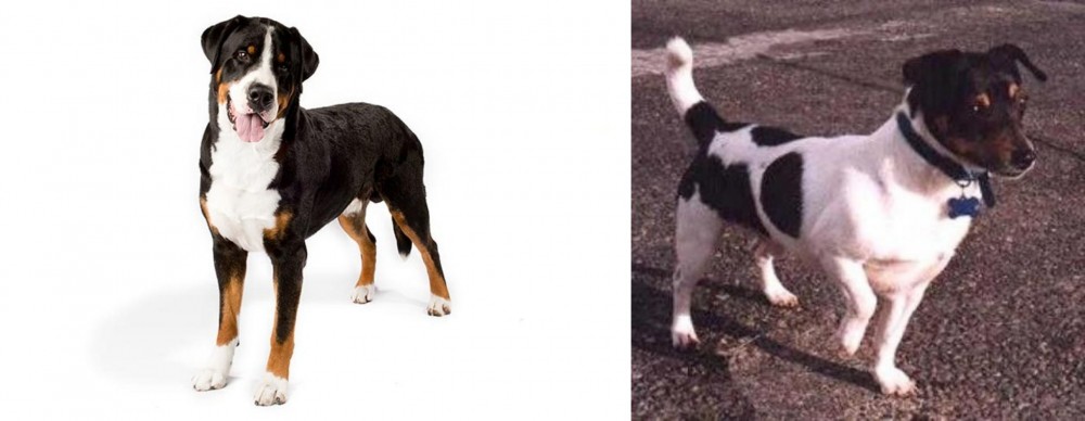 Teddy Roosevelt Terrier vs Greater Swiss Mountain Dog - Breed Comparison