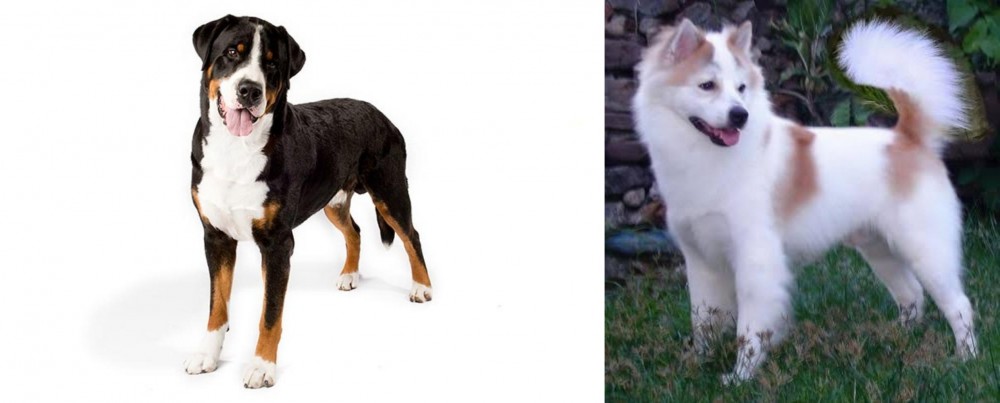 Thai Bangkaew vs Greater Swiss Mountain Dog - Breed Comparison