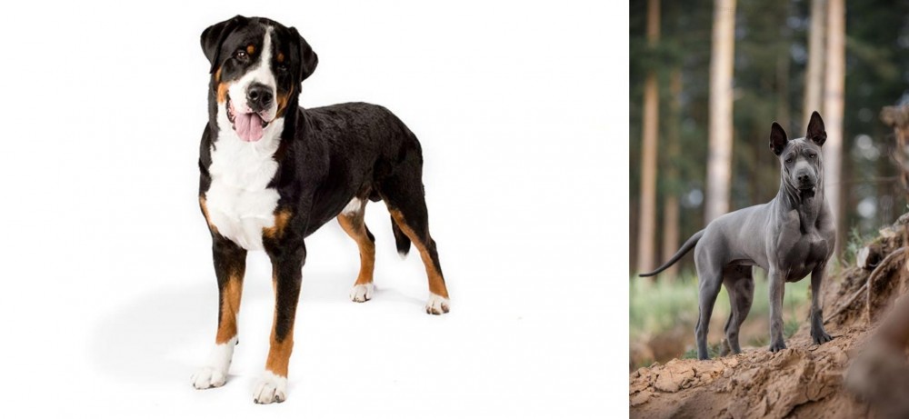 Thai Ridgeback vs Greater Swiss Mountain Dog - Breed Comparison