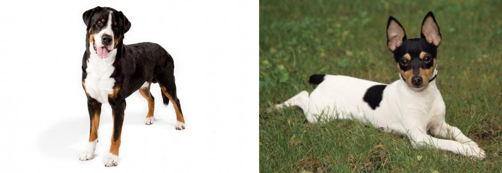 Toy Fox Terrier vs Greater Swiss Mountain Dog - Breed Comparison