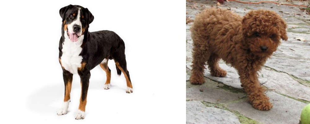 Toy Poodle vs Greater Swiss Mountain Dog - Breed Comparison