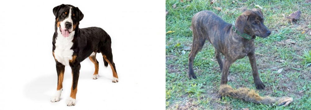 Treeing Cur vs Greater Swiss Mountain Dog - Breed Comparison