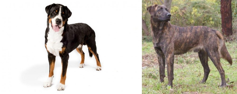 Treeing Tennessee Brindle vs Greater Swiss Mountain Dog - Breed Comparison