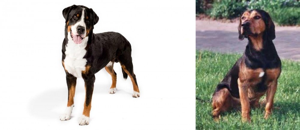 Tyrolean Hound vs Greater Swiss Mountain Dog - Breed Comparison