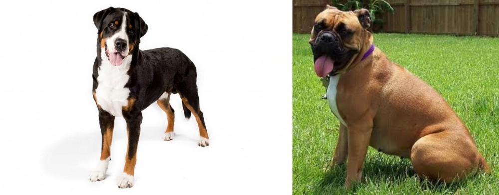 Valley Bulldog vs Greater Swiss Mountain Dog - Breed Comparison