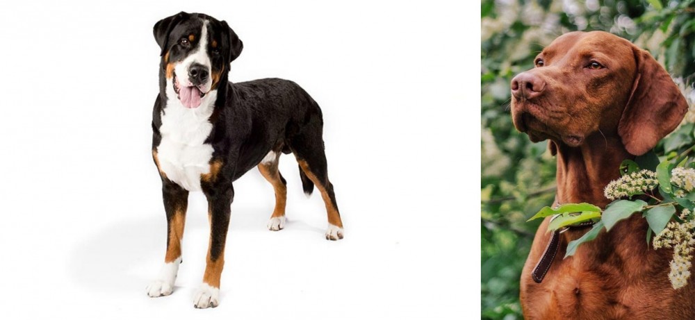 Vizsla vs Greater Swiss Mountain Dog - Breed Comparison