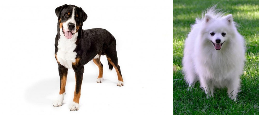 Volpino Italiano vs Greater Swiss Mountain Dog - Breed Comparison