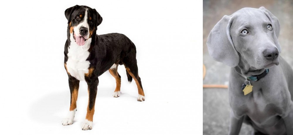 Weimaraner vs Greater Swiss Mountain Dog - Breed Comparison