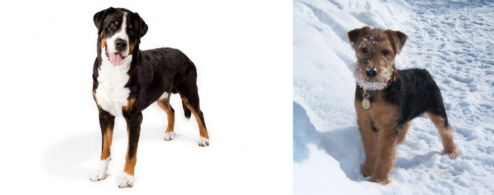 Welsh Terrier vs Greater Swiss Mountain Dog - Breed Comparison