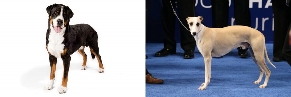 Whippet vs Greater Swiss Mountain Dog - Breed Comparison