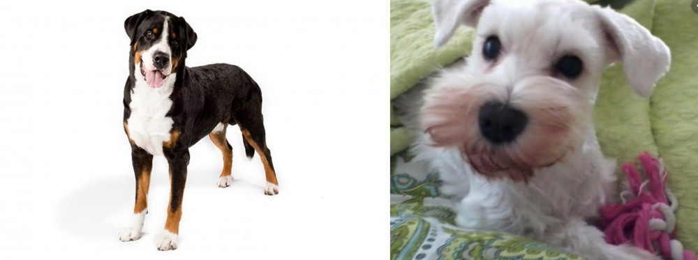 White Schnauzer vs Greater Swiss Mountain Dog - Breed Comparison