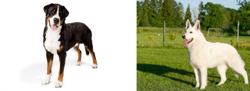 White Shepherd vs Greater Swiss Mountain Dog - Breed Comparison
