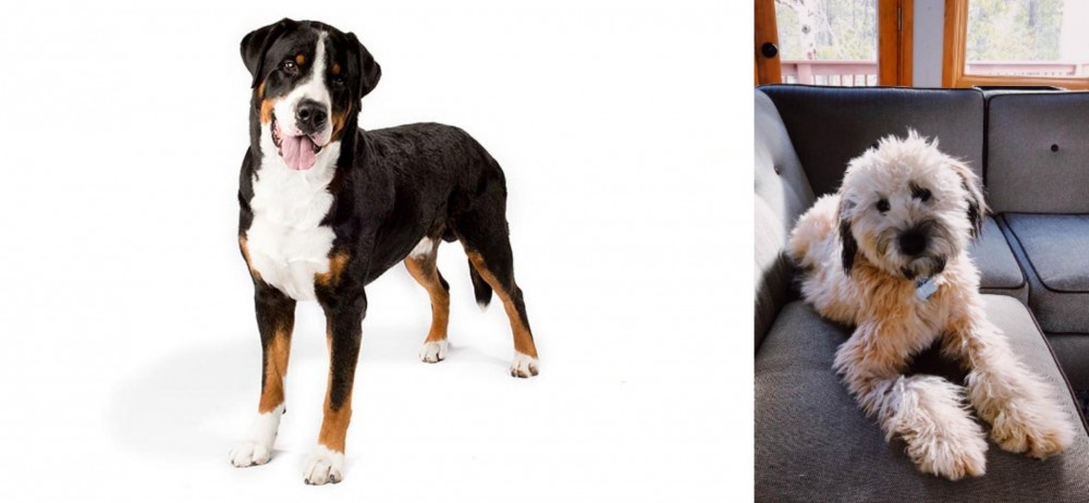 Whoodles vs Greater Swiss Mountain Dog - Breed Comparison