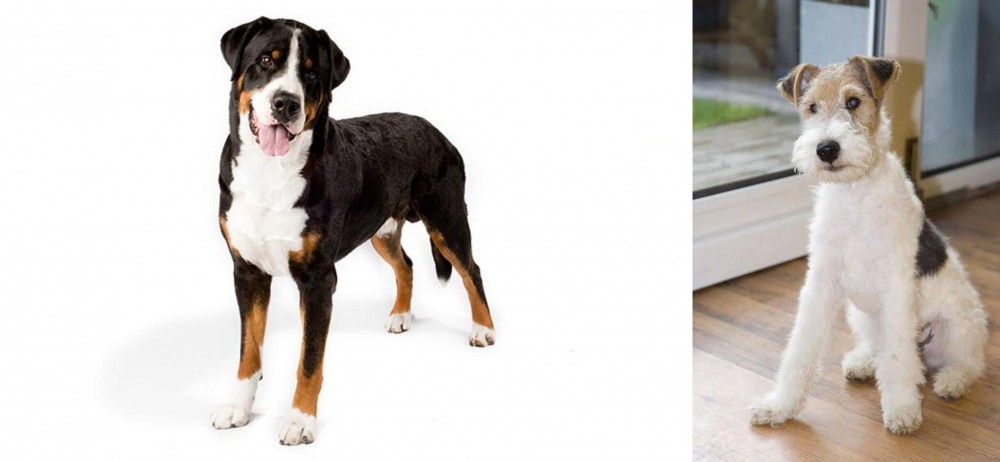 Wire Fox Terrier vs Greater Swiss Mountain Dog - Breed Comparison