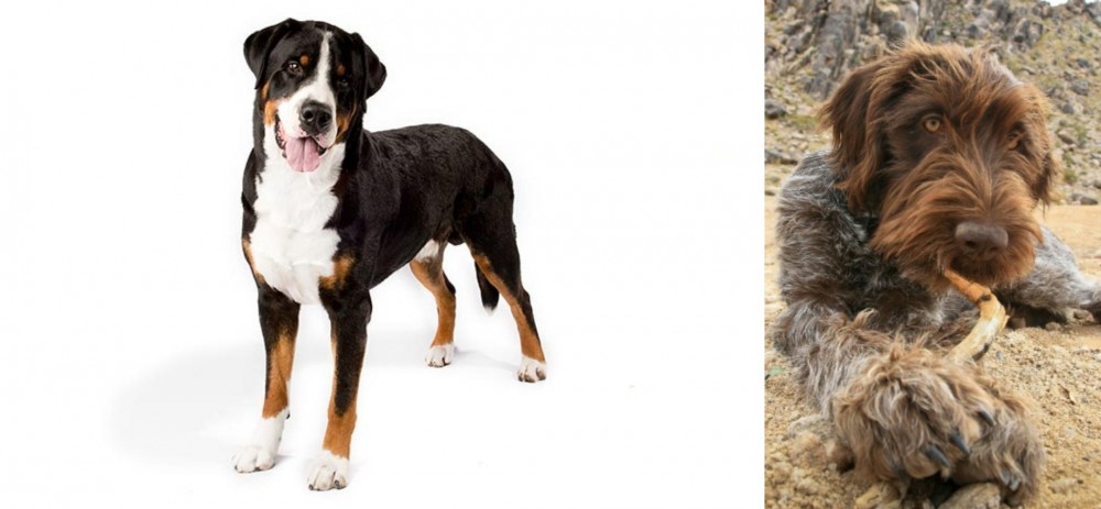 Wirehaired Pointing Griffon vs Greater Swiss Mountain Dog - Breed Comparison
