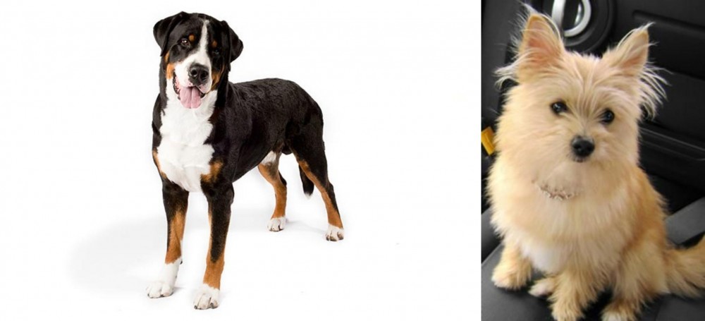 Yoranian vs Greater Swiss Mountain Dog - Breed Comparison