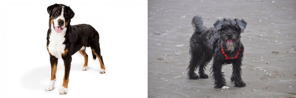 YorkiePoo vs Greater Swiss Mountain Dog - Breed Comparison