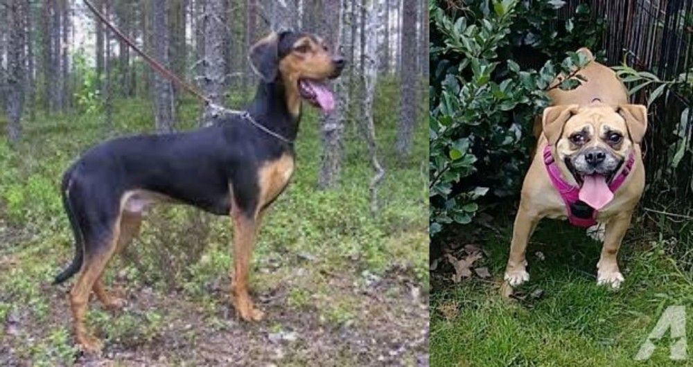 Beabull vs Greek Harehound - Breed Comparison