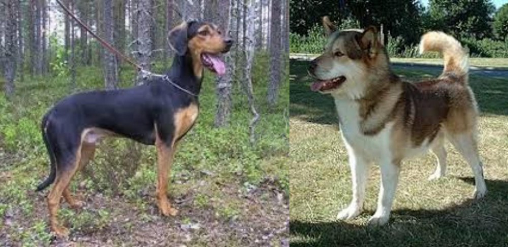 Greenland Dog vs Greek Harehound - Breed Comparison