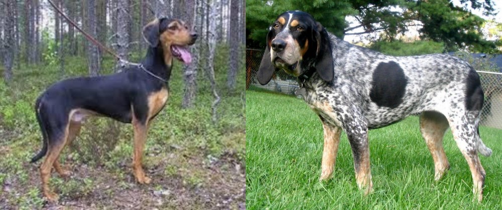 Griffon Bleu de Gascogne vs Greek Harehound - Breed Comparison