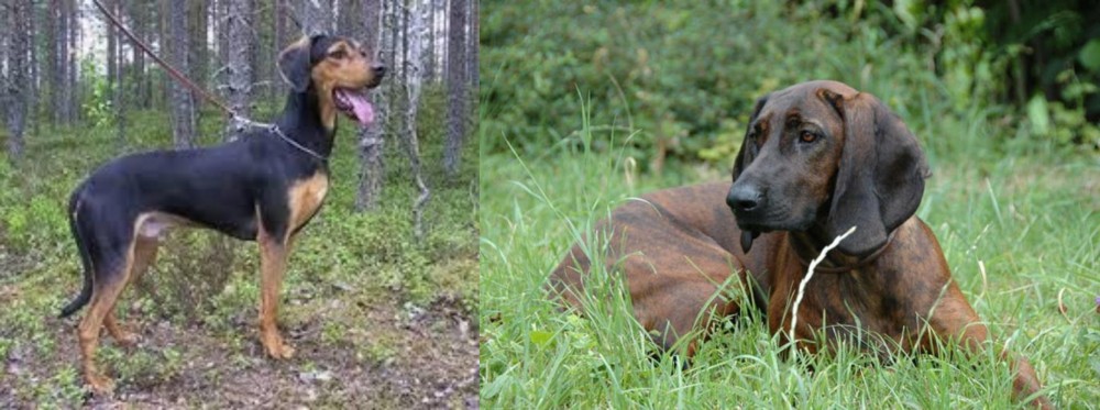 Hanover Hound vs Greek Harehound - Breed Comparison