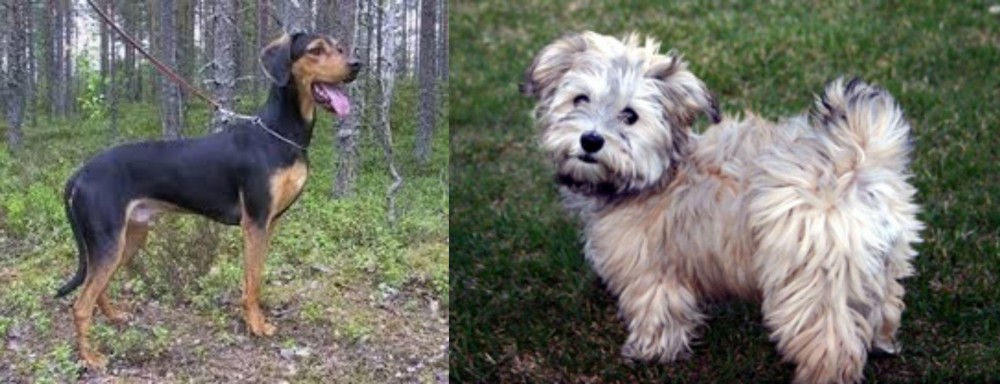 Havapoo vs Greek Harehound - Breed Comparison