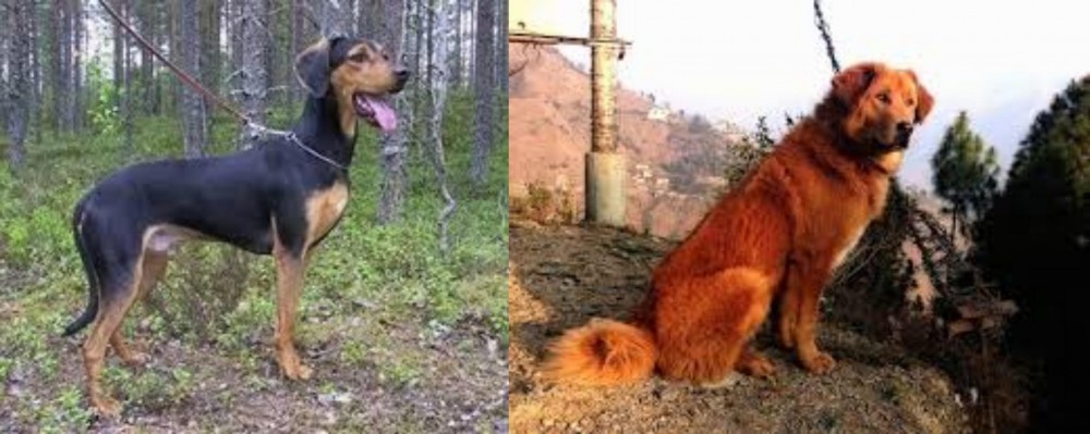 Himalayan Sheepdog vs Greek Harehound - Breed Comparison
