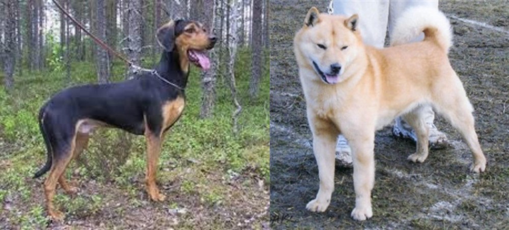 Hokkaido vs Greek Harehound - Breed Comparison