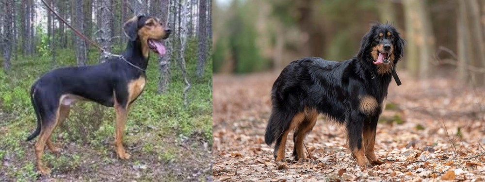 Hovawart vs Greek Harehound - Breed Comparison