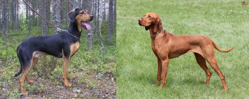 Hungarian Vizsla vs Greek Harehound - Breed Comparison
