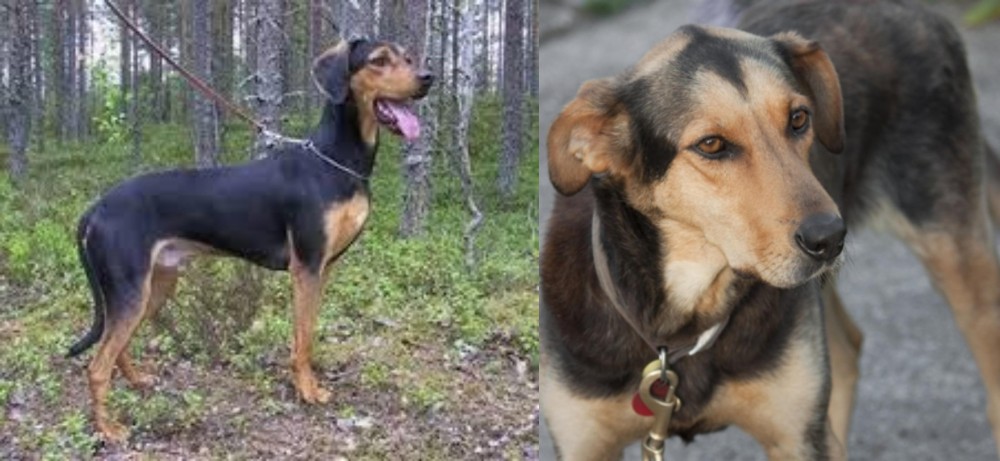 Huntaway vs Greek Harehound - Breed Comparison