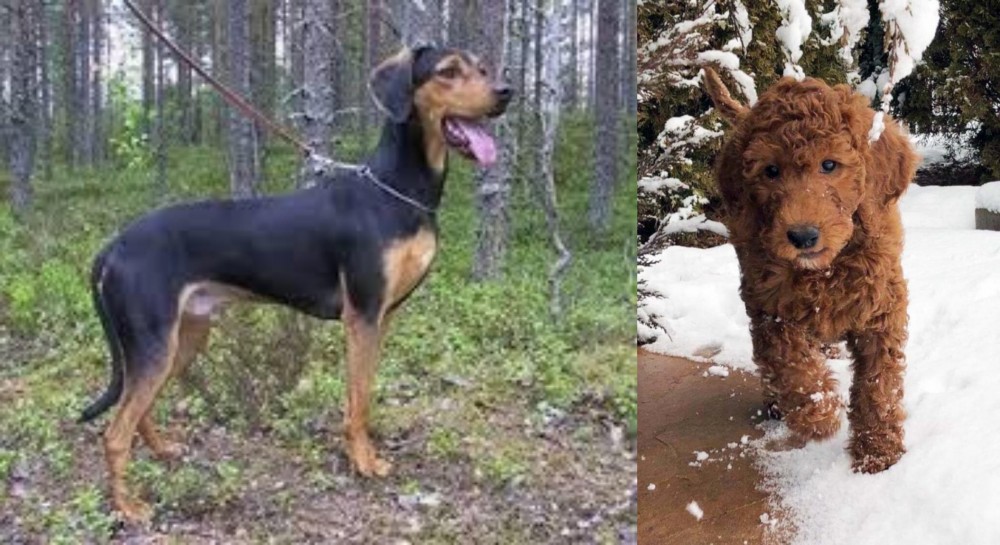 Irish Doodles vs Greek Harehound - Breed Comparison
