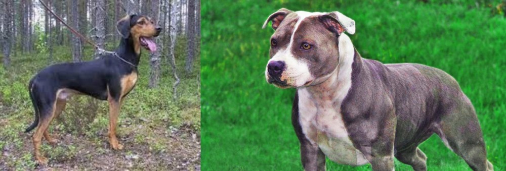 Irish Staffordshire Bull Terrier vs Greek Harehound - Breed Comparison