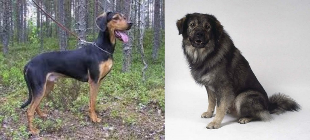 Istrian Sheepdog vs Greek Harehound - Breed Comparison