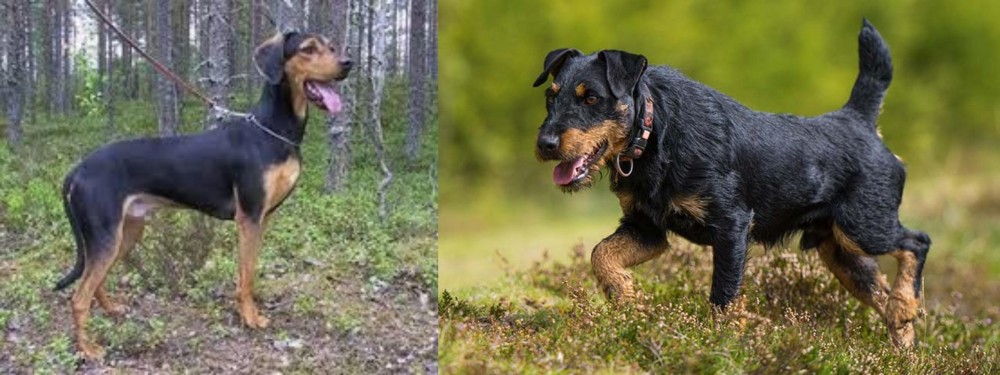 Jagdterrier vs Greek Harehound - Breed Comparison